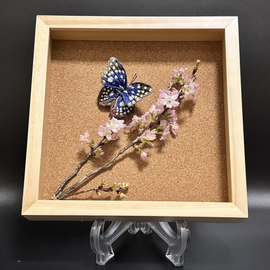 額入りオオムラサキ蝶と桜